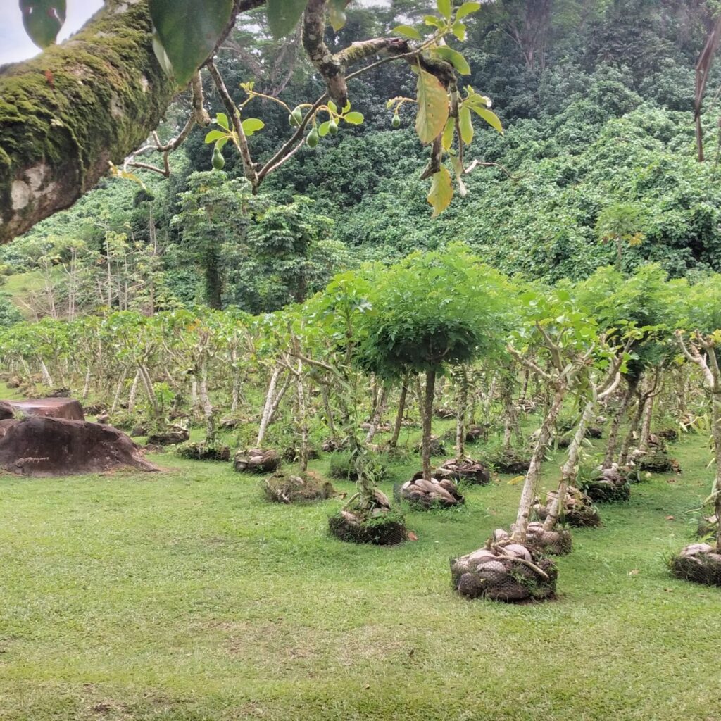 Visite avec Papa zoulou adventures : de la vanille sur tuteur vivant à Tahaa